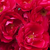 Roșu - Trandafir pentru straturi Polyantha - Fairy Dance